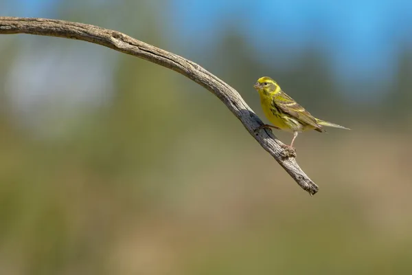 Wilde vogels in hun natuurlijke omgeving. Vrijheidsvogels. — Stockfoto