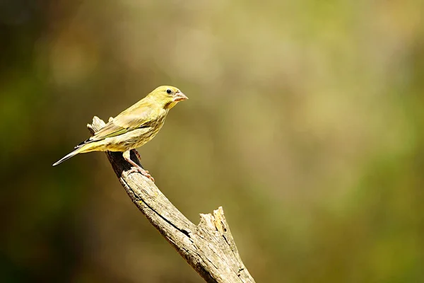 Aves selvagens em seu ambiente natural. Pássaros em liberdade. — Fotografia de Stock