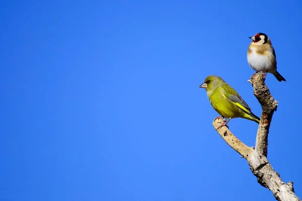 Aves selvagens em seu ambiente natural. Pássaros em liberdade. — Fotografia de Stock