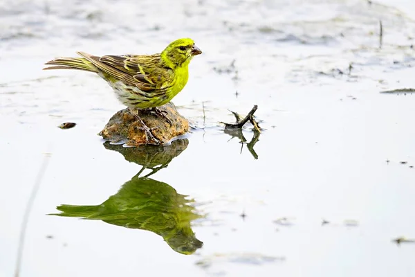 Uccelli selvatici nel loro ambiente naturale. Uccelli liberi. — Foto Stock