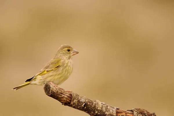 Άγρια πουλιά στο φυσικό τους περιβάλλον. Πτηνά ελεύθερα. — Φωτογραφία Αρχείου