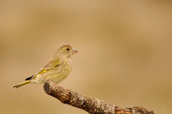 Aves selvagens em seu ambiente natural. Pássaros em liberdade. — Fotografia de Stock