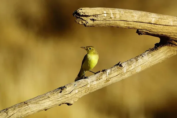 Uccelli selvatici nel loro ambiente naturale. Uccelli liberi. — Foto Stock