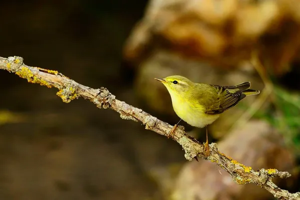 Oiseaux sauvages dans leur environnement naturel. Oiseaux en liberté. — Photo