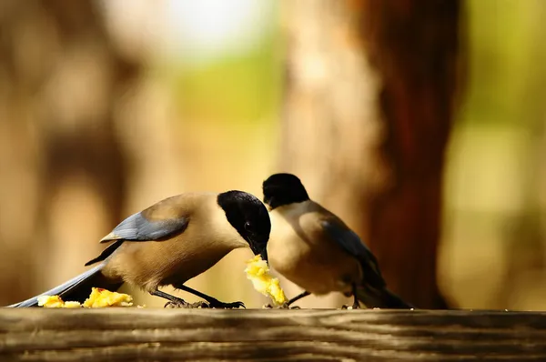 Wild birds in their natural environment. Birds in freedom. — Stock Photo, Image