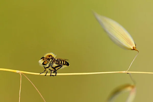 Dipteros, Insekten in ihrer natürlichen Umgebung. Makrofotografie. — Stockfoto