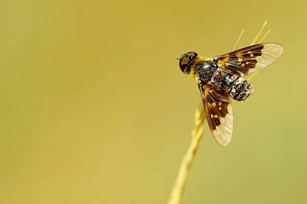 Dipteros, insectos en su entorno natural. Macro fotografía. — Foto de Stock