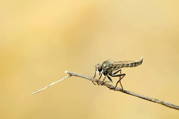 Dipteros, insectos en su entorno natural. Macro fotografía. —  Fotos de Stock