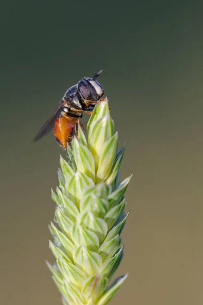 Dipteros, Insekten in ihrer natürlichen Umgebung. Makrofotografie. — Stockfoto