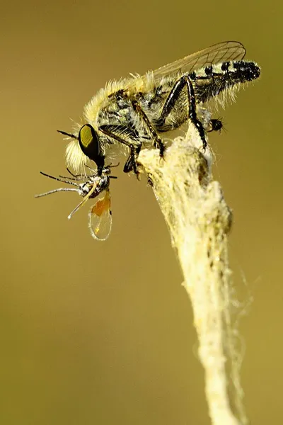 Dipteros, Insekten in ihrer natürlichen Umgebung. Makrofotografie. — Stockfoto