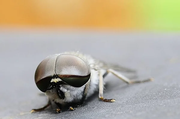Dipteros, insetos em seu ambiente natural. Fotografia macro. — Fotografia de Stock