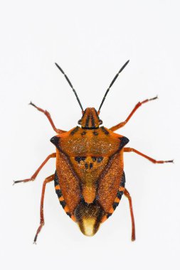 Hemipteros, böceklerin doğal ortamları. Makro fotoğrafçılık.