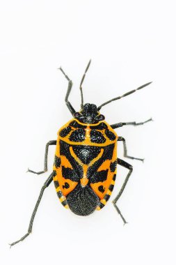 Hemipteros, böceklerin doğal ortamları. Makro fotoğrafçılık.