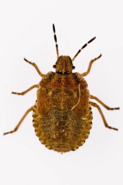 Hemipteros, böceklerin doğal ortamları. Makro fotoğrafçılık.