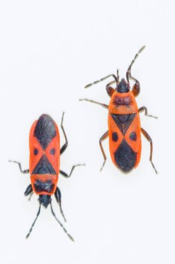 Hemipteros, böceklerin doğal ortamları. Makro fotoğrafçılık.