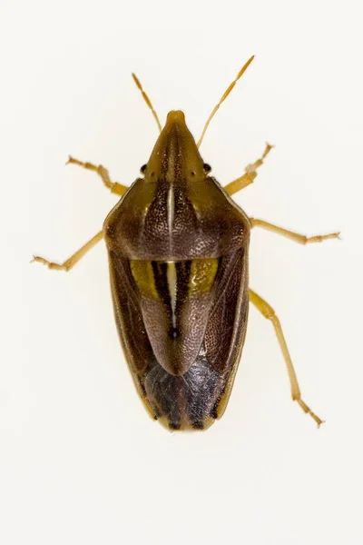 Hemipteros, owady w ich naturalnym środowisku. Fotografia makro. — Zdjęcie stockowe