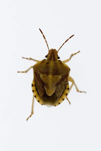 헤미프 테 로스 (Hemipteros) 는 자연 환경의 곤충이다. 매크로 사진. — 스톡 사진