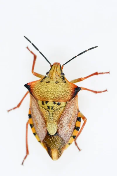 Hemipteros, insetos em seu ambiente natural. Fotografia macro. — Fotografia de Stock
