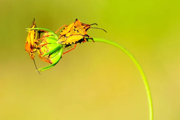 Hemipteros, Insekten in ihrer natürlichen Umgebung. Makrofotografie. — Stockfoto
