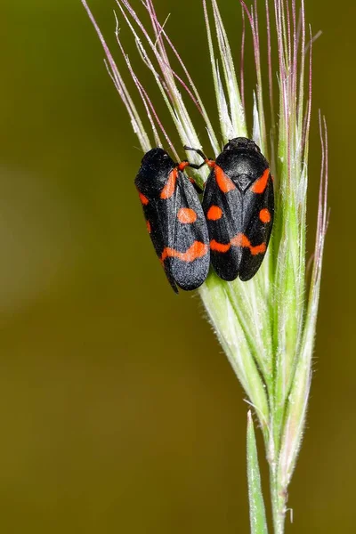 ヘミペロス、彼らの自然環境中の昆虫。マクロ写真. — ストック写真
