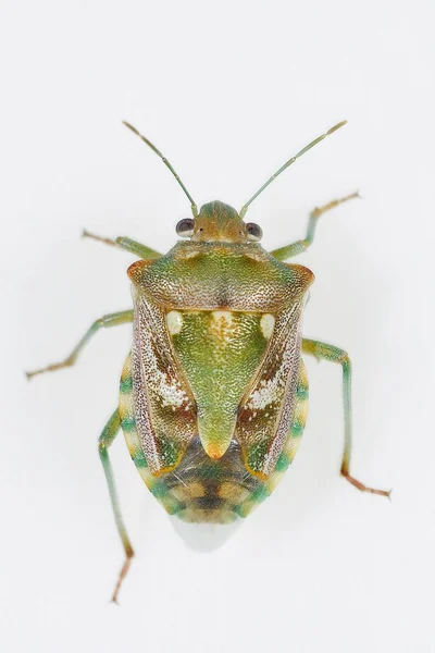 Hemipteros, insekter i sin naturliga miljö. Makrofotografi. — Stockfoto