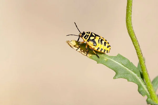 Hemipteros, insetos em seu ambiente natural. Fotografia macro. — Fotografia de Stock