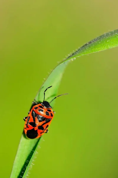 Hemipteros, insectos en su entorno natural. Macro fotografía. — Foto de Stock