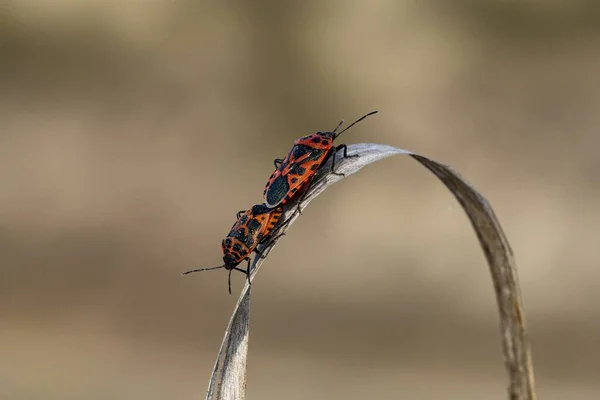 ヘミペロス、彼らの自然環境中の昆虫。マクロ写真. — ストック写真