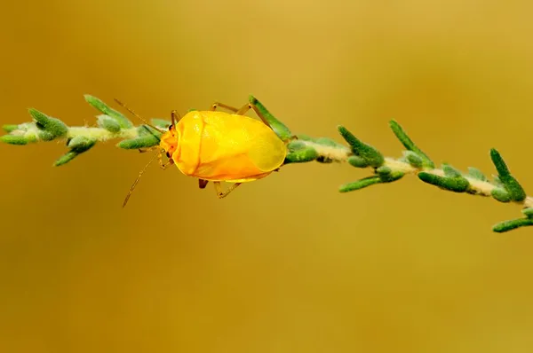 Hemipteros, Insekten in ihrer natürlichen Umgebung. Makrofotografie. — Stockfoto