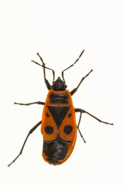 Hemipteros, Insekten in ihrer natürlichen Umgebung. Makrofotografie. — Stockfoto