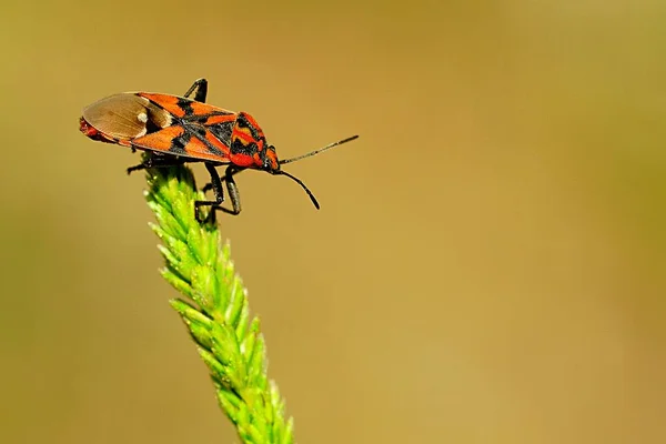 Hemipteros, böceklerin doğal ortamları. Makro fotoğrafçılık. — Stok fotoğraf