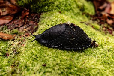Omurgasızlar doğal ortamlarında. Makro fotoğrafçılık.