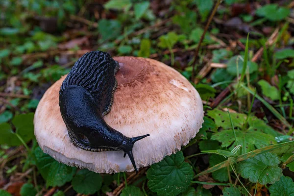 Invertebrados en su entorno natural. Macro fotografía. —  Fotos de Stock