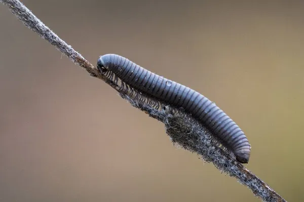 Invertébrés dans leur environnement naturel. Macro photographie. — Photo