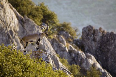 Capra pyrenaica - Dağ keçisi veya İberya dağ keçisi, Capra cinsi bovidae familyasından bir dağ keçisi türü.