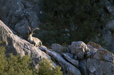 Capra pyrenaica - Dağ keçisi veya İberya dağ keçisi, Capra cinsi bovidae familyasından bir dağ keçisi türü.