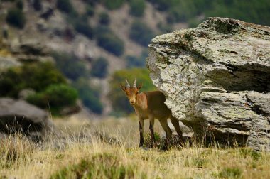Capra pyrenaica - Dağ keçisi veya İberya dağ keçisi, Capra cinsi bovidae familyasından bir dağ keçisi türü.