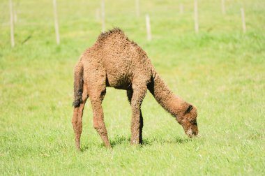 Camelus dromedarius, Camelidae familyasından bir memeli türü.
