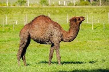 Camelus dromedarius, Camelidae familyasından bir memeli türü.