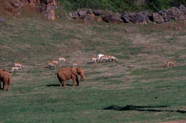 Filgiller (Fil) - Filler veya filler Proboscidea familyasından bir memeli familyasıdır..