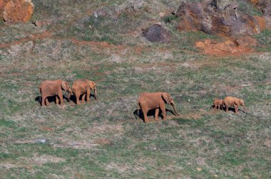 Filgiller (Fil) - Filler veya filler Proboscidea familyasından bir memeli familyasıdır..