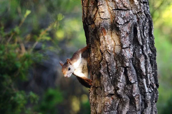 红松鼠 或称普通松鼠 是山核桃科的一种神经形态啮齿类动物 — 图库照片