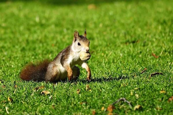 Den Röda Ekorren Eller Helt Enkelt Vanlig Ekorre Art Sciuromorfisk — Stockfoto