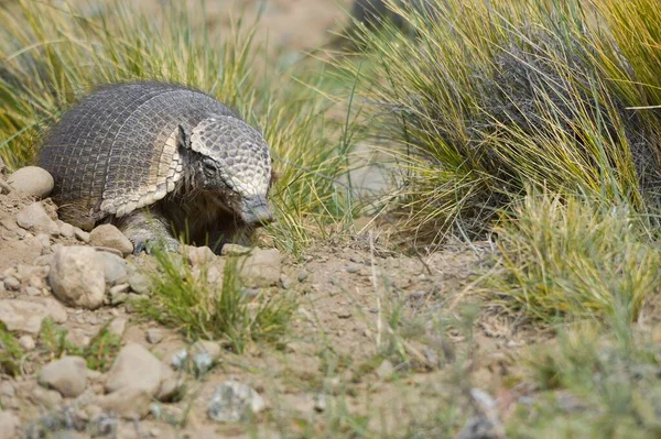 Pichi 파타고니아 Patagonian Piche Quirquincho 파타고니아 아르마딜로 Patagonian Armadillo 속하는 — 스톡 사진