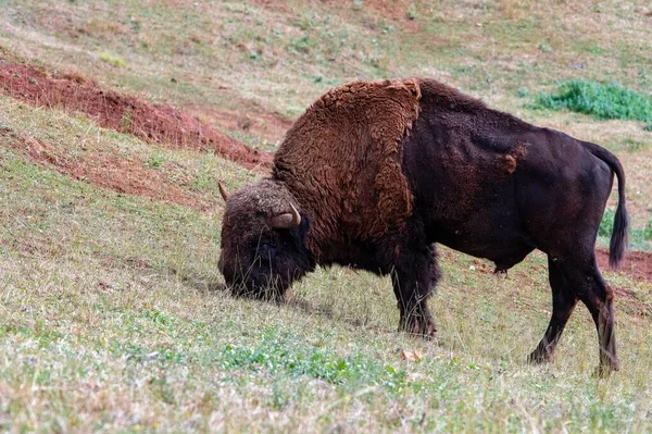 Bizon Rod Artiodaktylových Savců Čeledi Bovidae Běžně Známý Jako Bizon — Stock fotografie