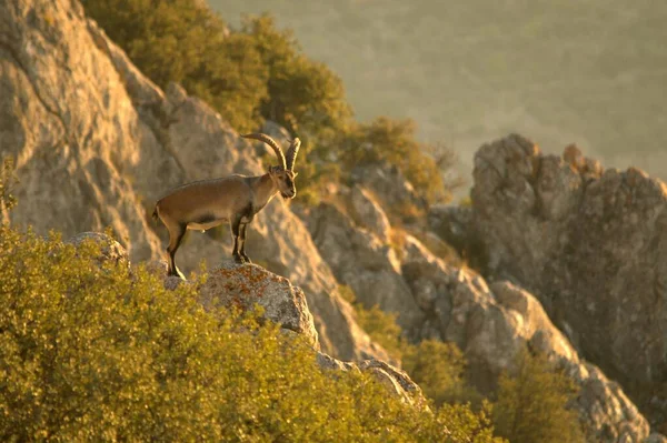 Capra Pyrenaica Mountain Goat Iberian Ibex One Species Bovidae Genus — Stock Photo, Image