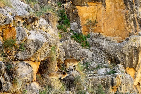 Capra Pyrenaica Cabra Montés Íbice Ibérico Una Las Especies Bovidos — Foto de Stock