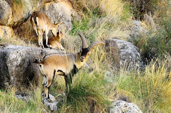 Capra Pyrenaica Cabra Montés Íbice Ibérico Una Las Especies Bovidos — Foto de Stock