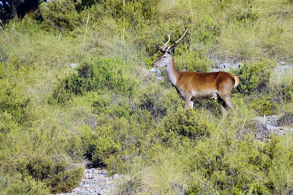 Cervus Elaphus Ciervo Común También Llamado Ciervo Europeo Ciervo Rojo — Foto de Stock