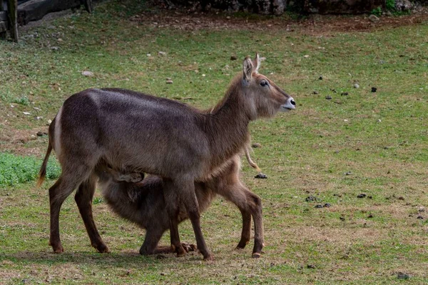 Kobus Ellipsiprymnus Bovidae Familyasından Bovidae Familyasından Bir Memeli Türüdür — Stok fotoğraf